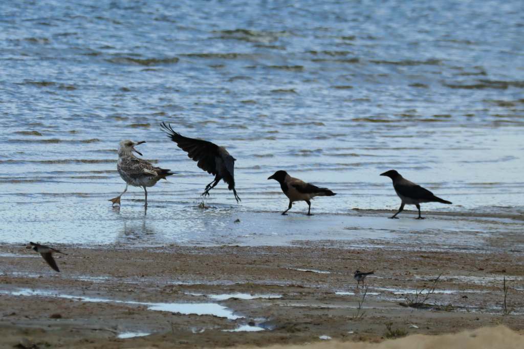 Die Schönheit der Ostsee: 7 atemberaubende Tage in Kröslin, Wolgast und&nbsp;Vierow